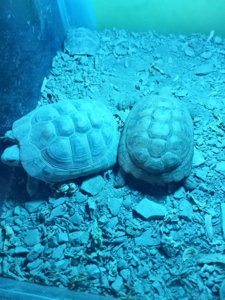 Görög teknős teknősök teknősbéka 