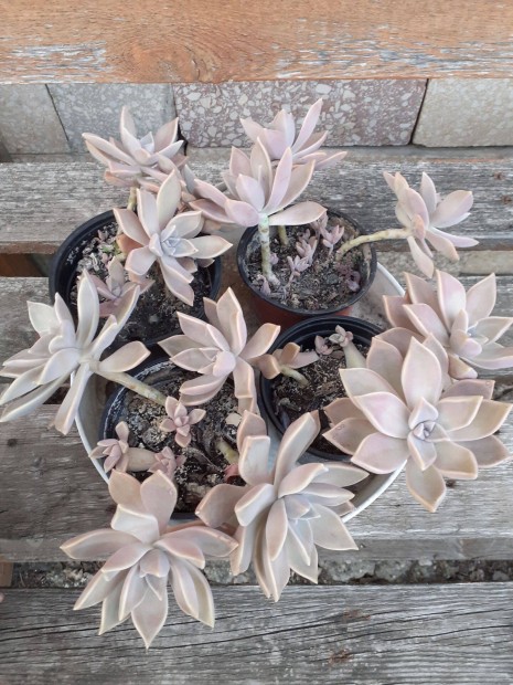 Graptopetalum paraguayese dekoratv pozsgs - 4 cserp van