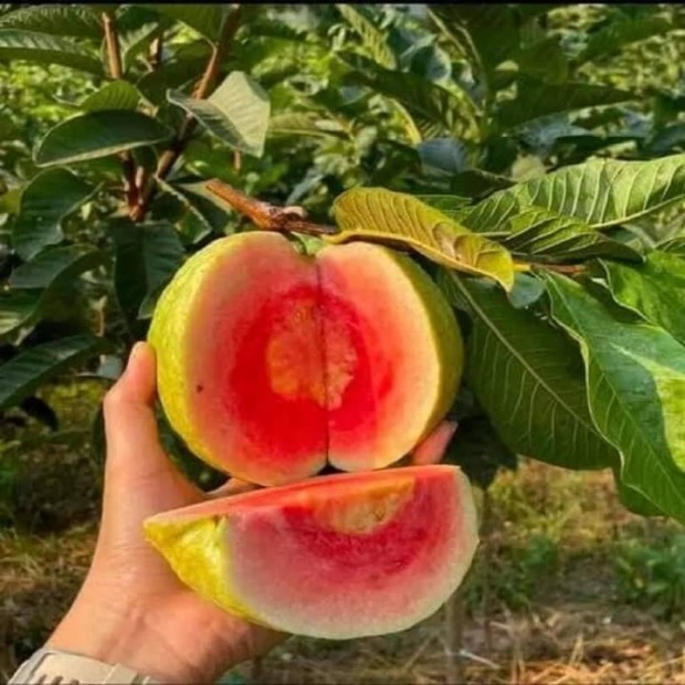 Guava, es passion gyumolcs magok