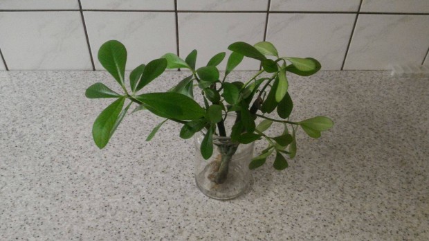 Gumifa (Euphorbia umbellata) hajtsok 4db