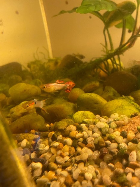 Guppy halak elad