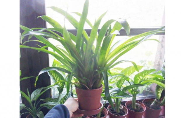 Guzmn Bromlia Guzmania piros virg 6 tves jpest kzpont kzelben