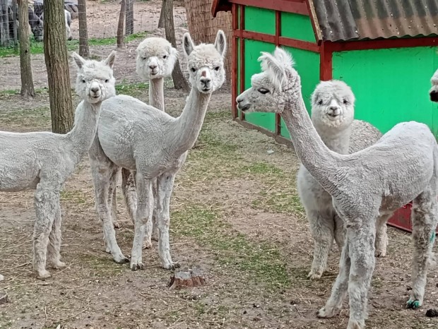 Gyapjas kis csikó elvihető!