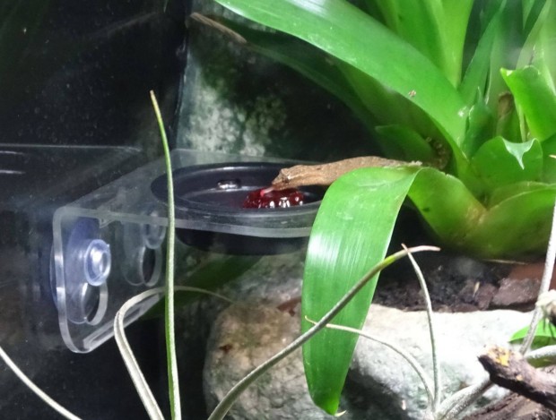 Gyszos gekk Lepidodactylus lugubris