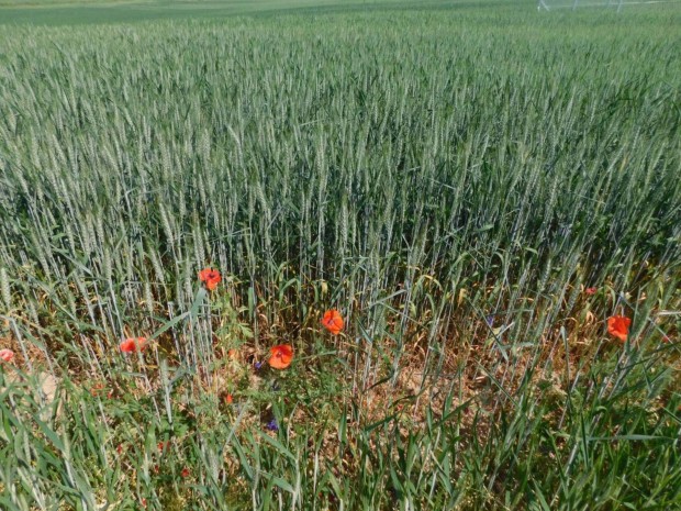 Gyenesdi�son a strand k�zel�ben telek elad�