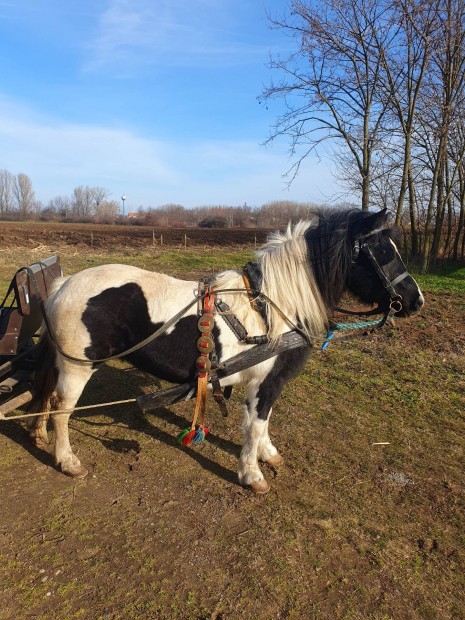 Gyerek bart kanca poni elad