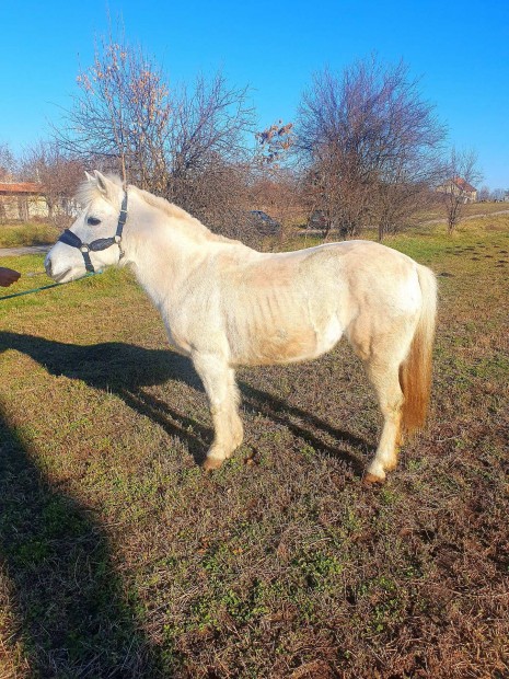 Gyermek bart kanca poni elad