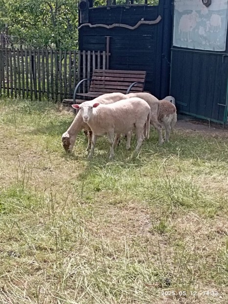 Gyimesi racka juhok eladk