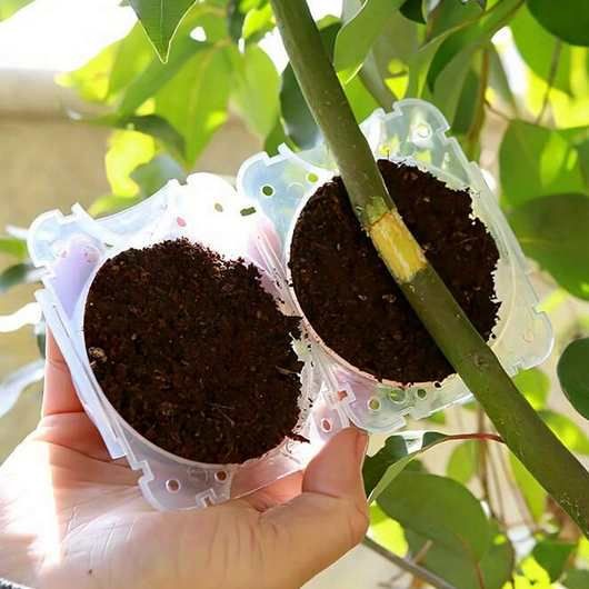 Gy�kereztet� Box (Growing box ) 5cm-es �tl�tsz�  (5362)