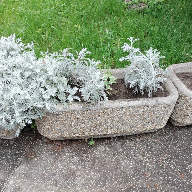 Hasznalt Beton Viraglada () Hasznalt Beton Viraglada
