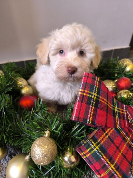 Gynyr Bichon Havanese cukisgok