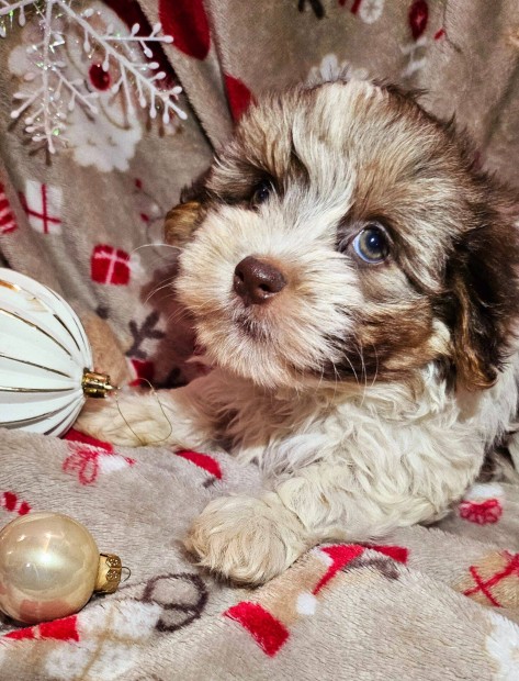 Gynyr Bichon Havanese kiskutyak