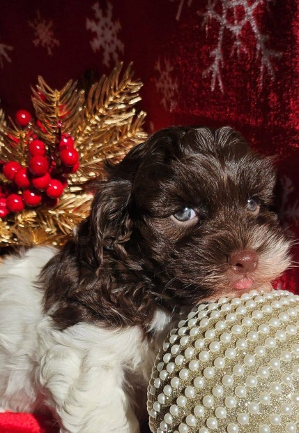 Gynyr Bichon Havanese kiskutyak