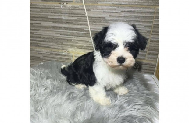 Gynyr Bichon Havanese kislny elad!