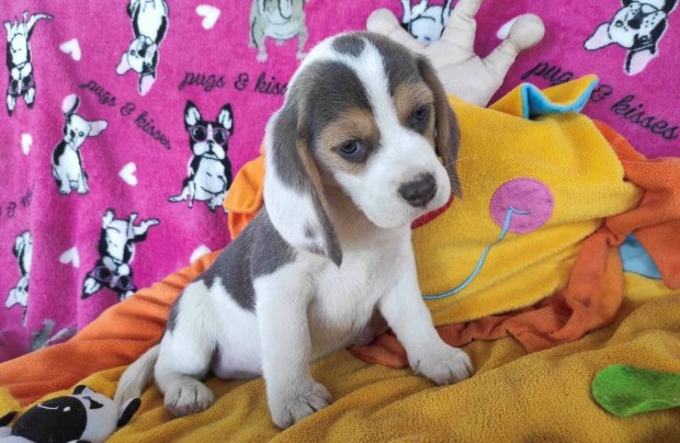 Gynyr Blue Beagle