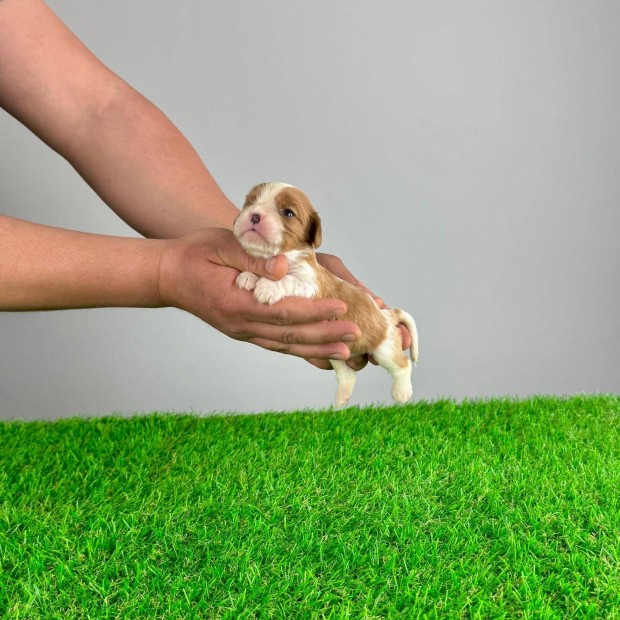Gyönyörű Cavalier King Charles Spániel kiskutyák