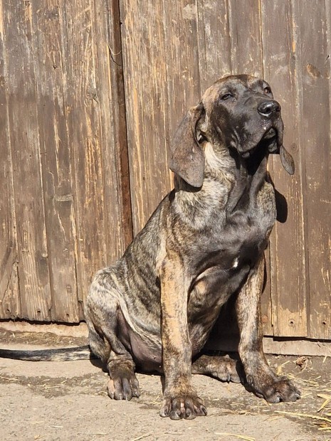 Gynyr Fila Brasileiro klykk