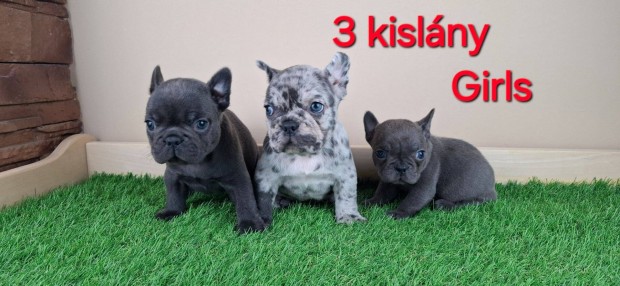 Gynyr Francia bulldog jelleg kiskutyk