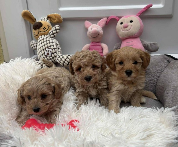 Gyönyörű Maltipoo babáink gazdijaikat keresik Toy uszkár * Maltipoo