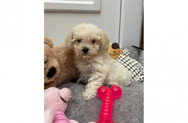 Gynyr Maltipoo gazdijt keresi Toy uszkr aptl