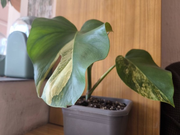 Gynyr Monstera Aurea nvendkek!