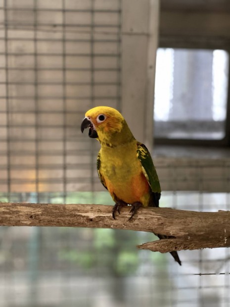 Gynyr Nappapagj ! Nap papagj fiatal Aratinga solstitialis