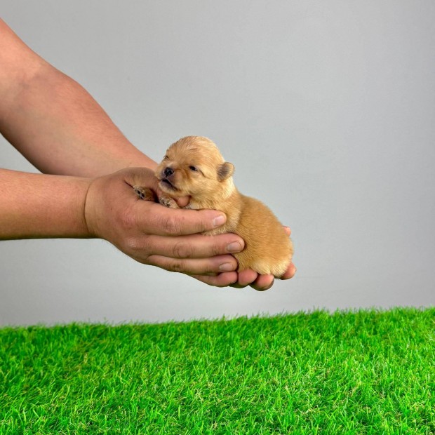 Gyönyörű Pomerániai Törpespitz kiskutyák