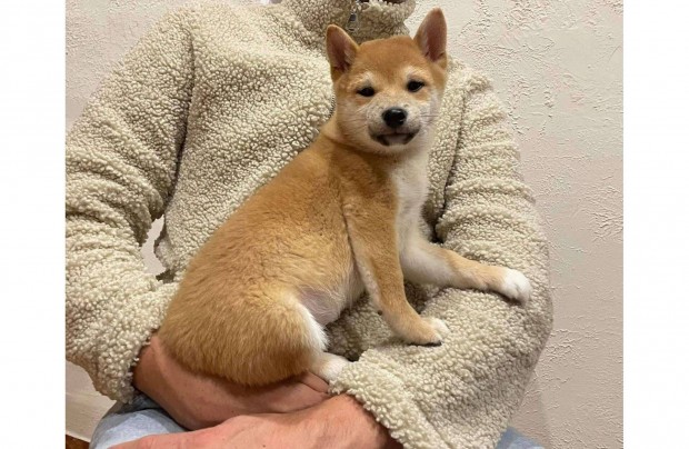 Gynyr Shiba inu kisfi vrja az lomgazdijt