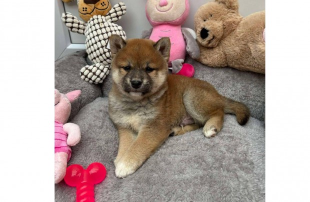 Gynyr Shiba inu vrs kisfi gazdijt vrja macis rka