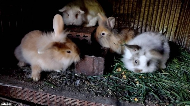 Gyönyörű Tengerimalacok és türpenyulak eladók