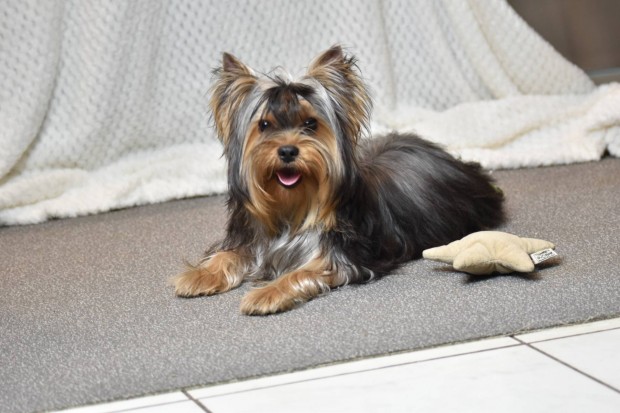 Gynyr Trzsknyves Yorkshire terrier / Yorki fi gazdit keres