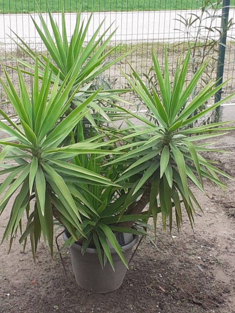 Gynyr Yucca elad!