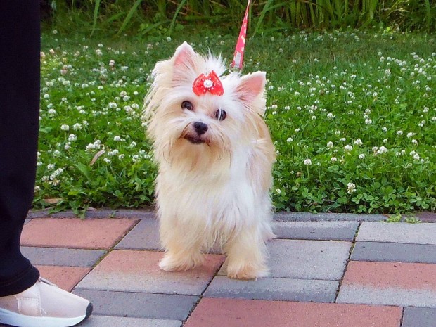 Gyönyörű, felnőtt, pici Goldust Yorkshire Terrier, Yorki kislány