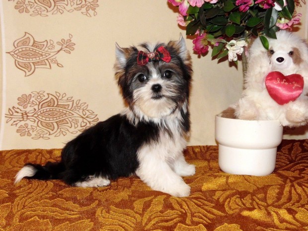 Gynyr, trzsknyves Yorki, Biewer Yorkshire terrier