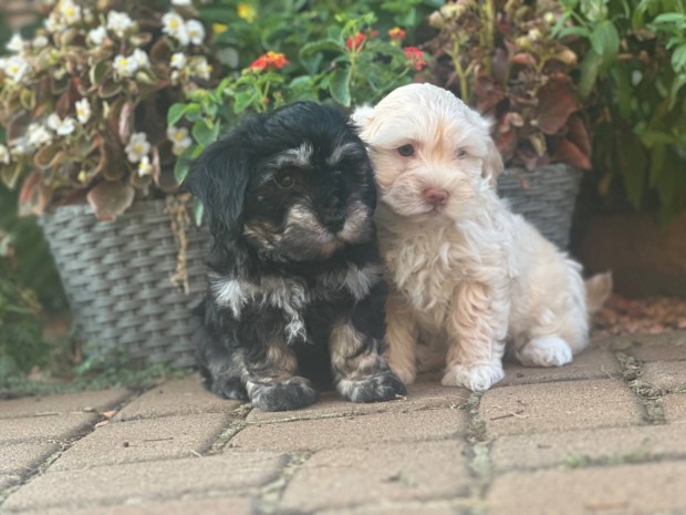 Gynyr bcihon havanese kiskutyk eladk!