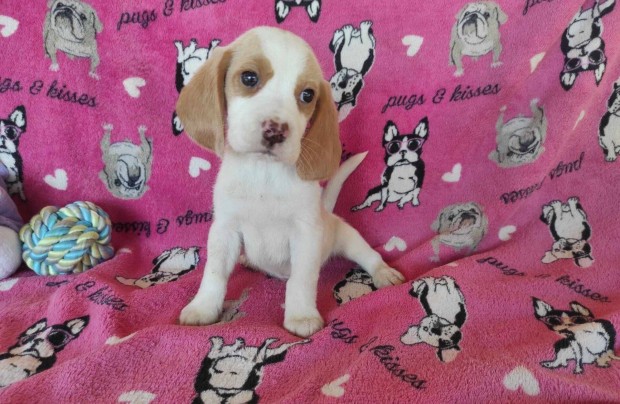 Gynyr beagle babk