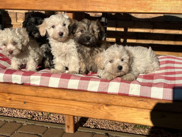 Gynyr bichon havanese kiskutyk eladk!