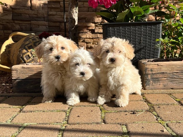 Gyönyörű bichon havanese kiskutyák eladók!