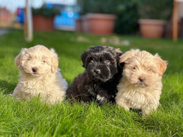 Gynyr bichon havanese kiskutyk eladk!