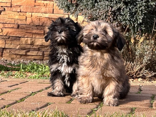 Gynyr bichon havanese kiskutyk eladk!