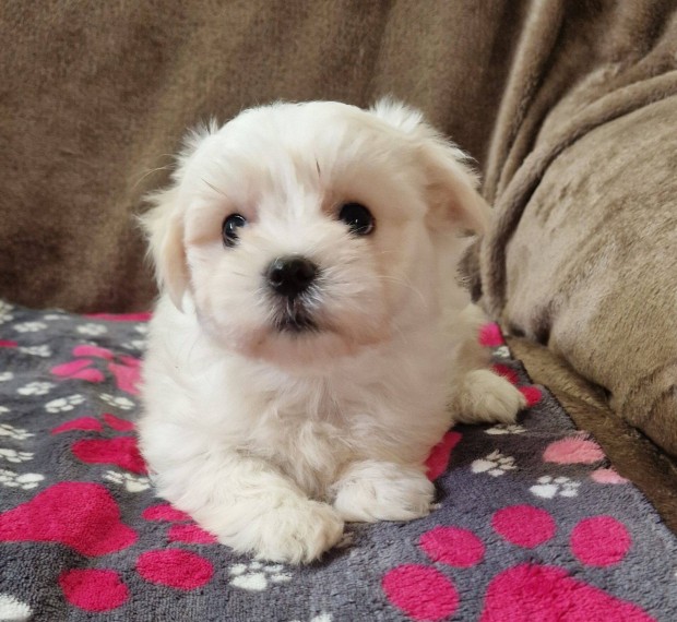 Gynyr bichon havanese kislny , Budapesti szllts megoldhat