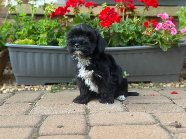 Gynyr bichon havanese kislny kiskutya elad!
