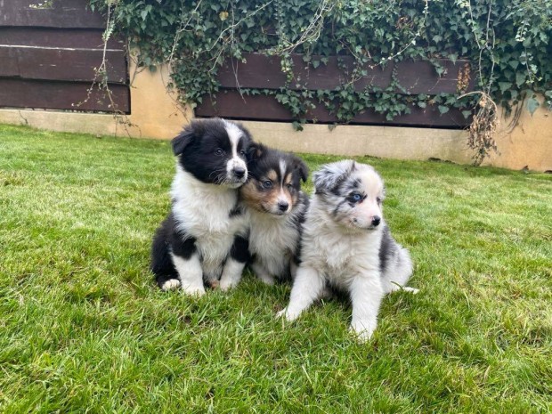 Gynyr border collie kiskutyk eladk!