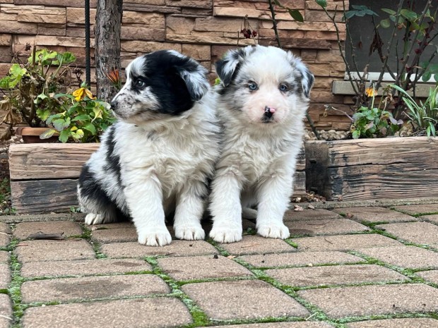 Gynyr border collie kiskutyk eladk!