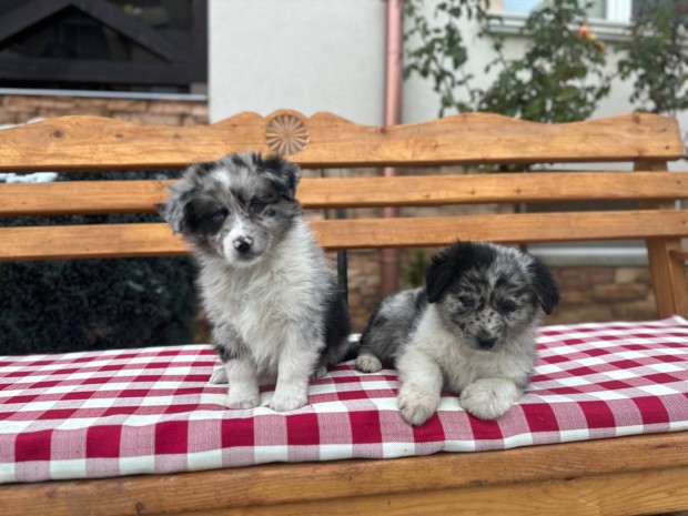 Gynyr border collie kiskutyk eladk!