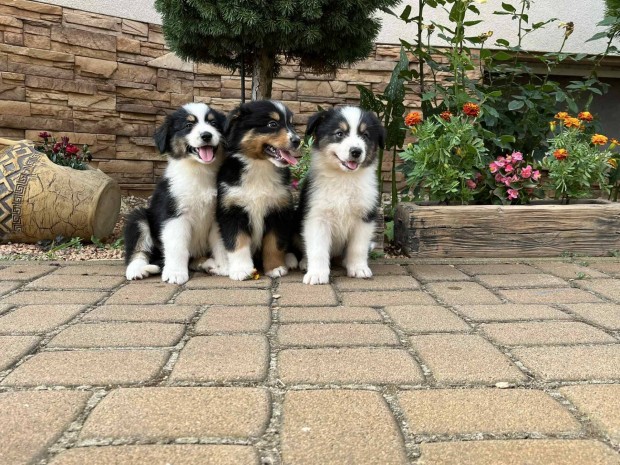 Gyönyörű border collie kiskutyák eladók!