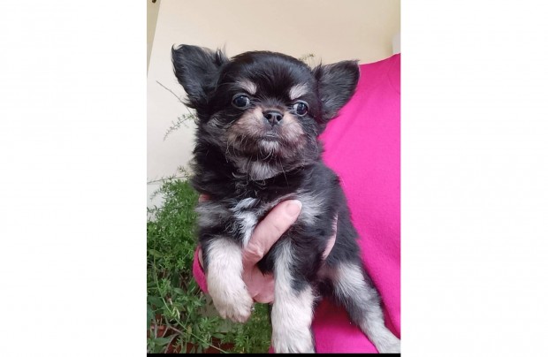 Gynyr csivava /chihuahua kisfi tenyszttl