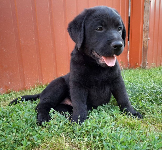 Gynyr fekete labrador kiskutyk gazdit keresnek