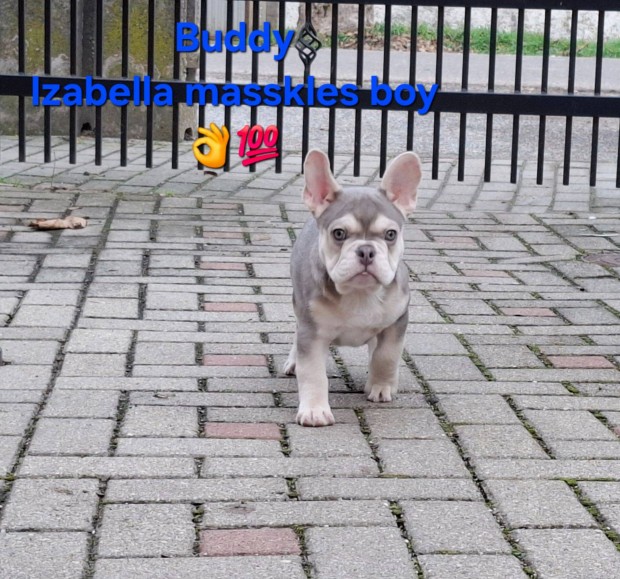 Gynyr francia bulldog jelleg kisfi