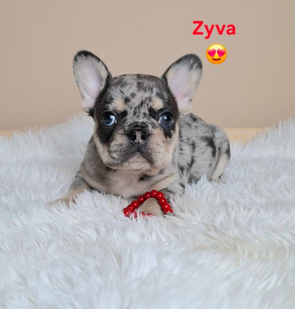 Gy�ny�r� francia bulldog jelleg� kiskuty�k